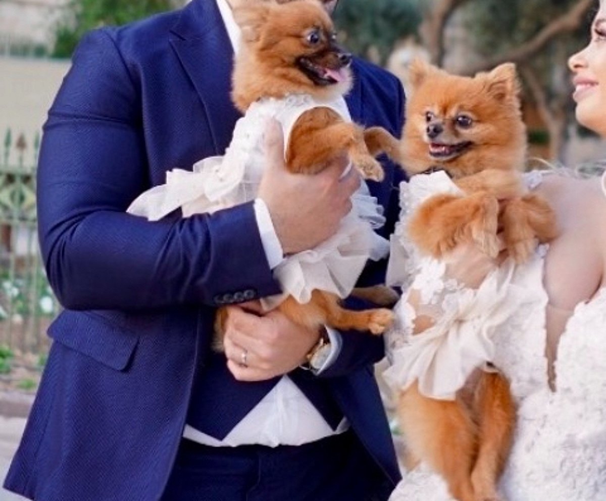 Dog dresses , photo 3